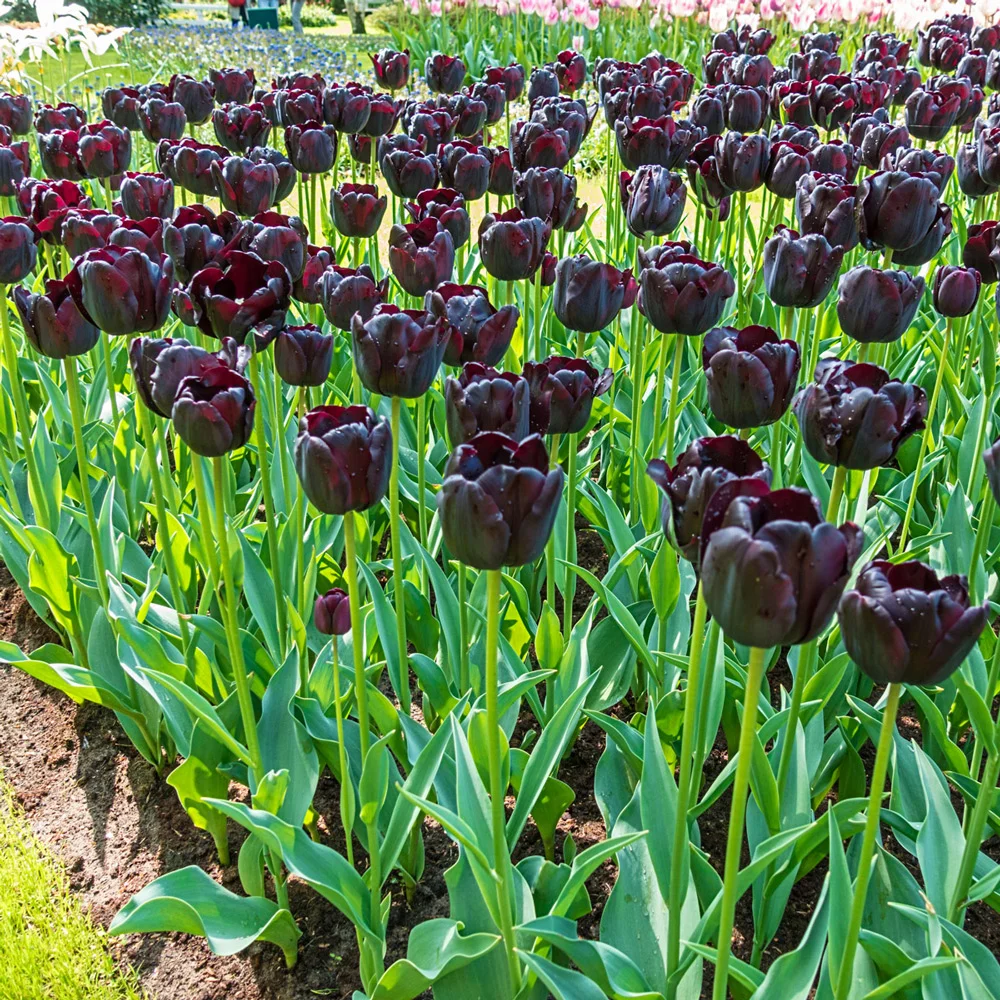 Mayflowering Tulip Queen of Night - Image 4