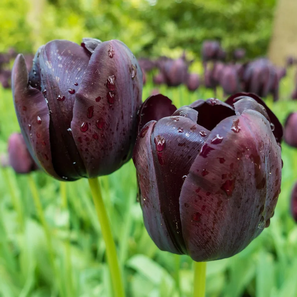 Mayflowering Tulip Queen of Night - Image 5