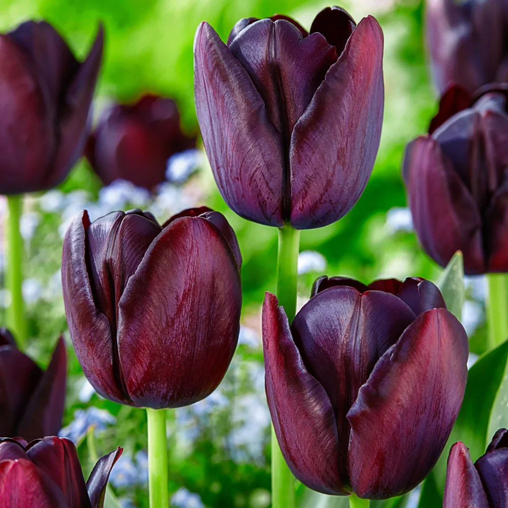 Mayflowering Tulip Queen of Night - Image 6