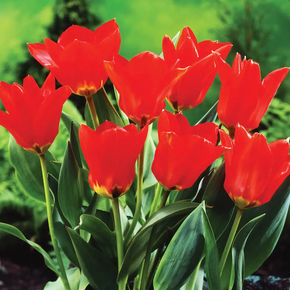 Fosteriana Tulip Red Emperor