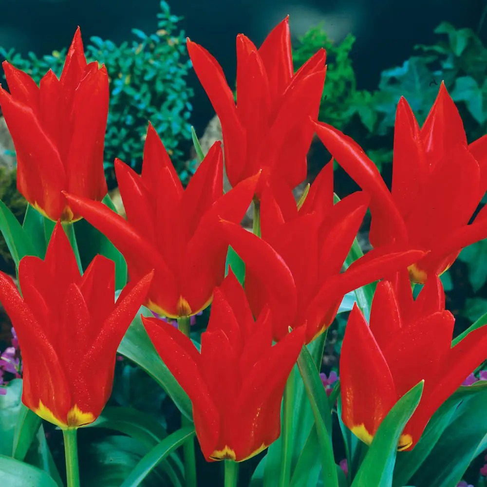 Fosteriana Tulip Red Emperor - Image 2