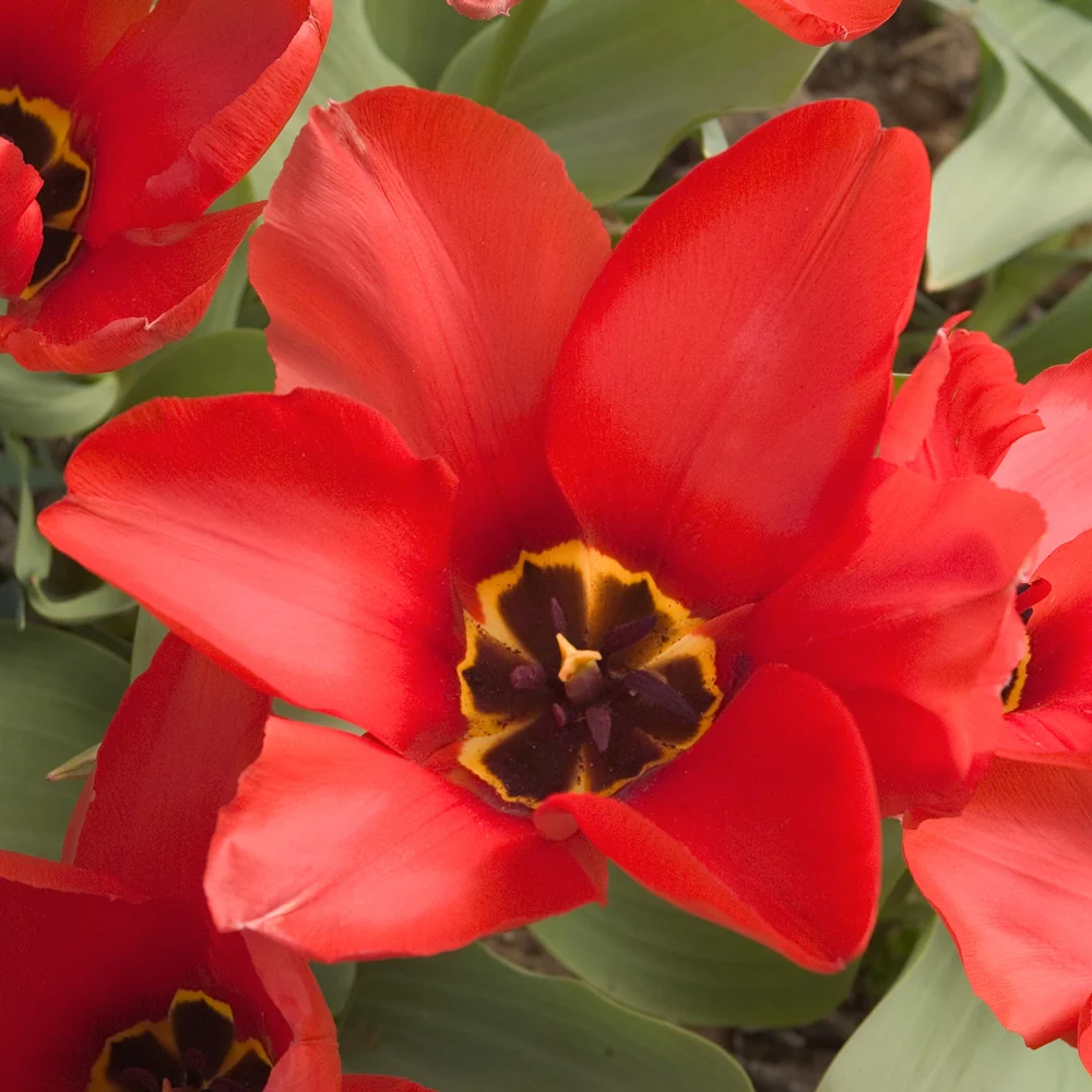 Fosteriana Tulip Red Emperor - Image 3