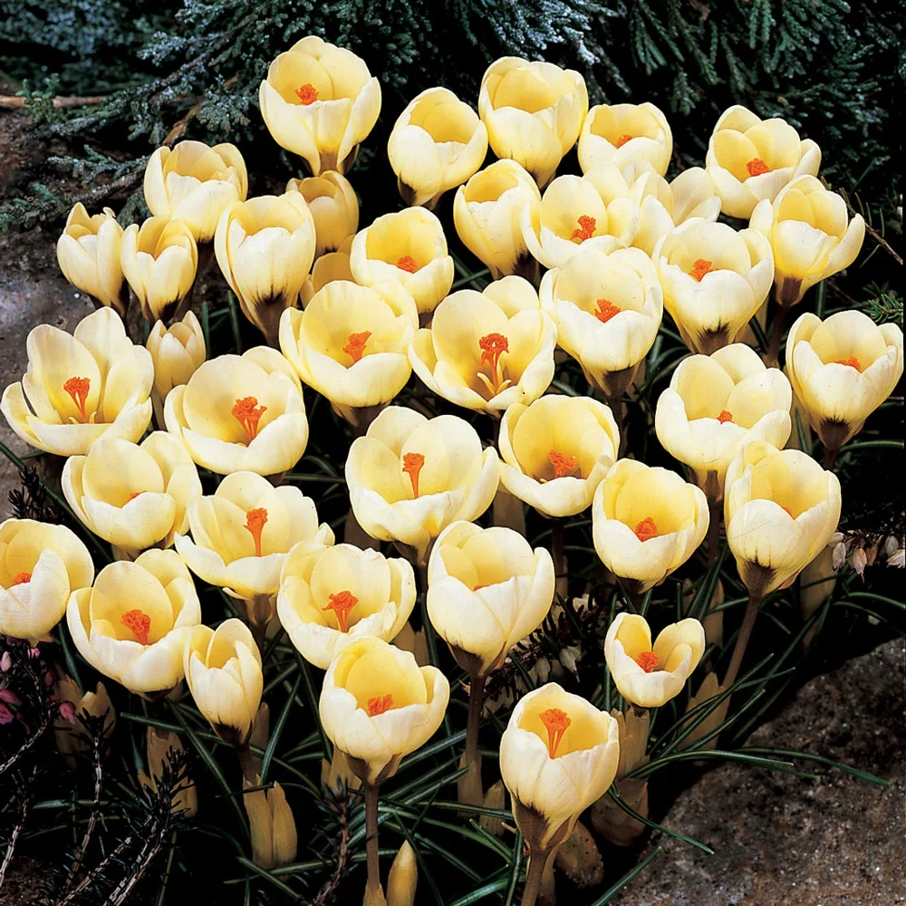 Species Crocus Romance (chrysanthus)