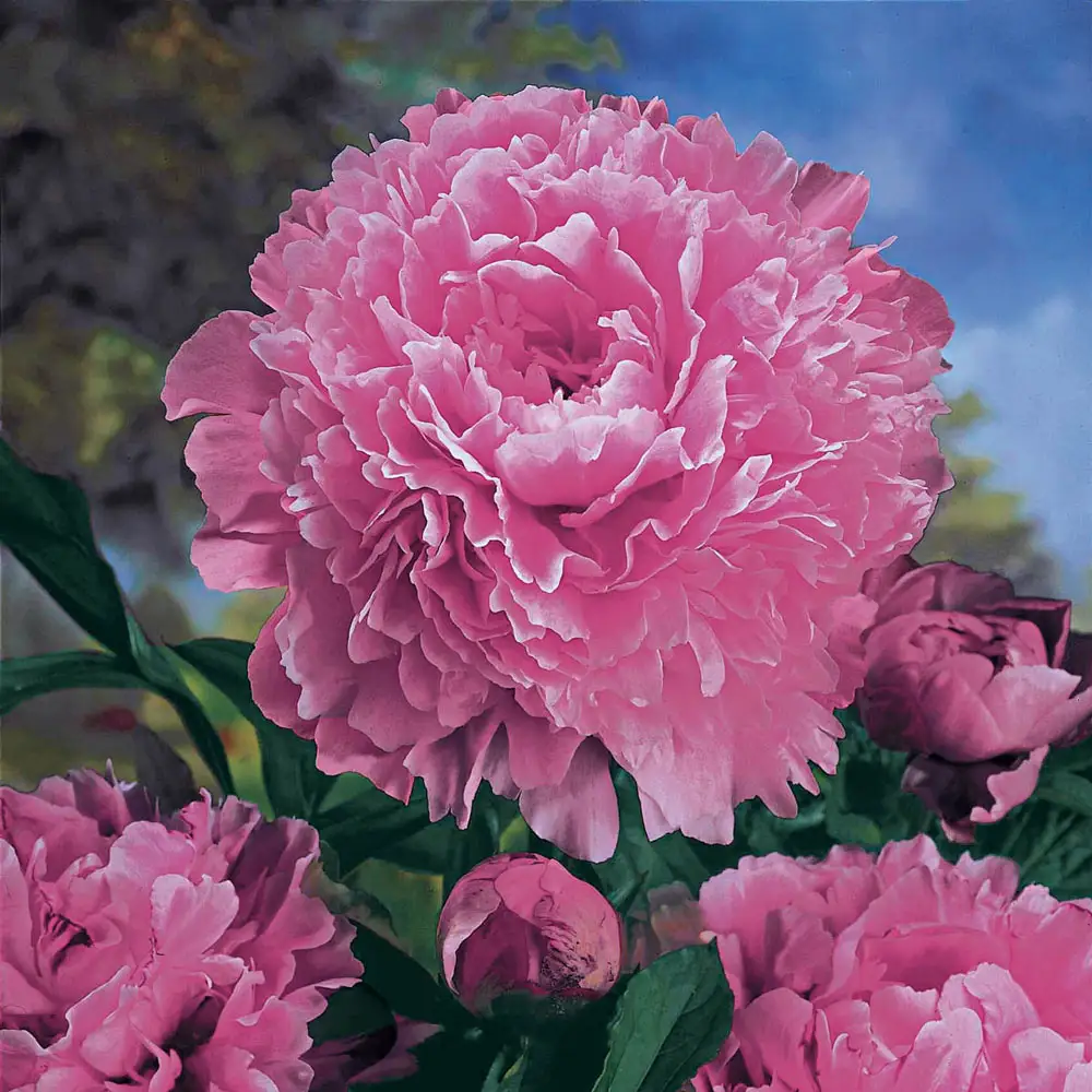 Double Peony Sarah Bernhardt - Image 4