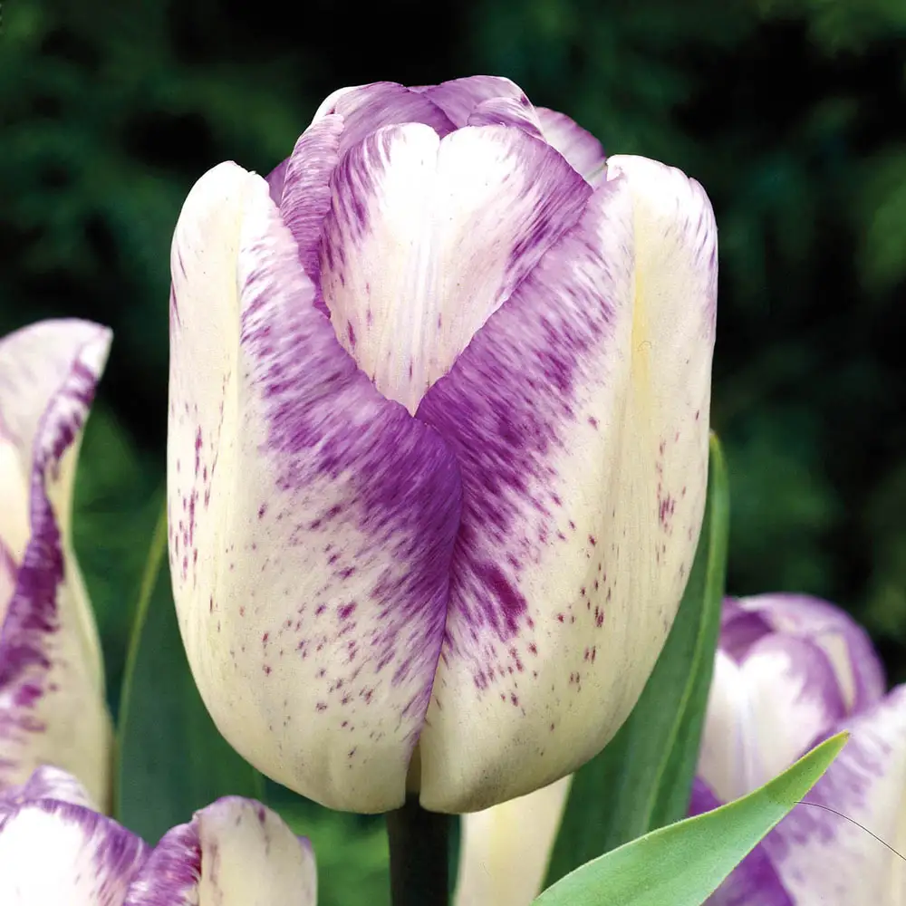 Triumph Tulip Shirley - Image 2