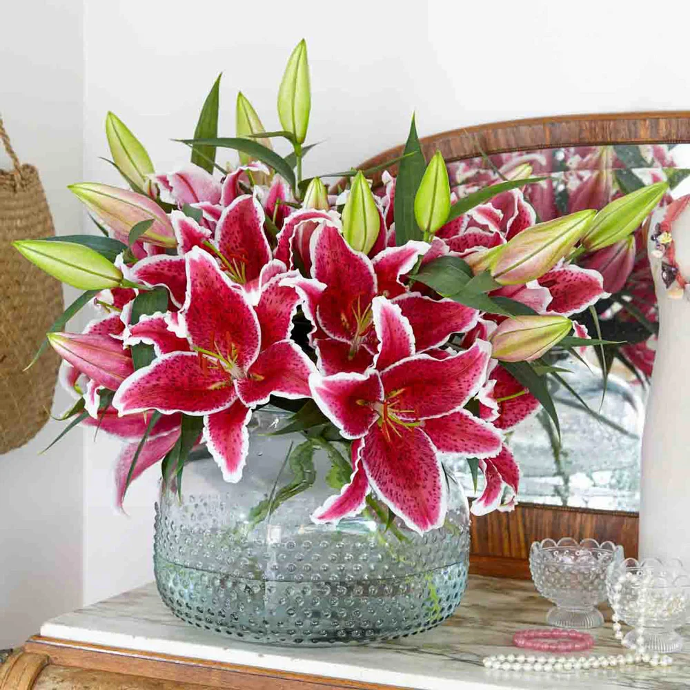 Oriental Lily Star Gazer - Image 9