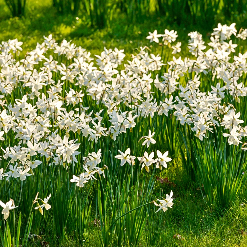 Fragrant Daffodil Thalia