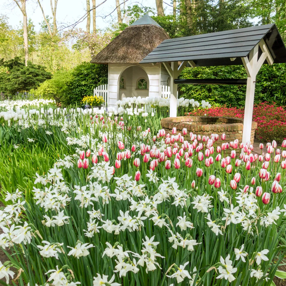 Fragrant Daffodil Thalia - Image 6