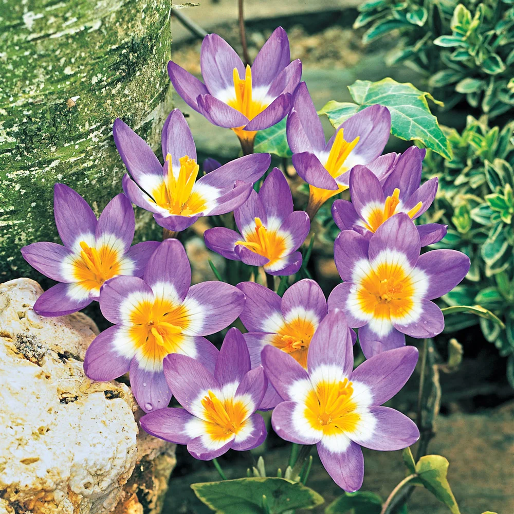 Species Crocus Tricolor (sieberi) - Image 3
