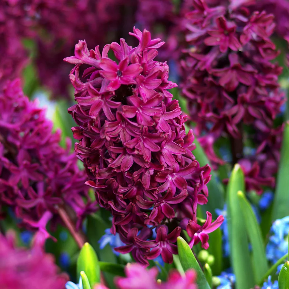 Hyacinth Woodstock - Image 3