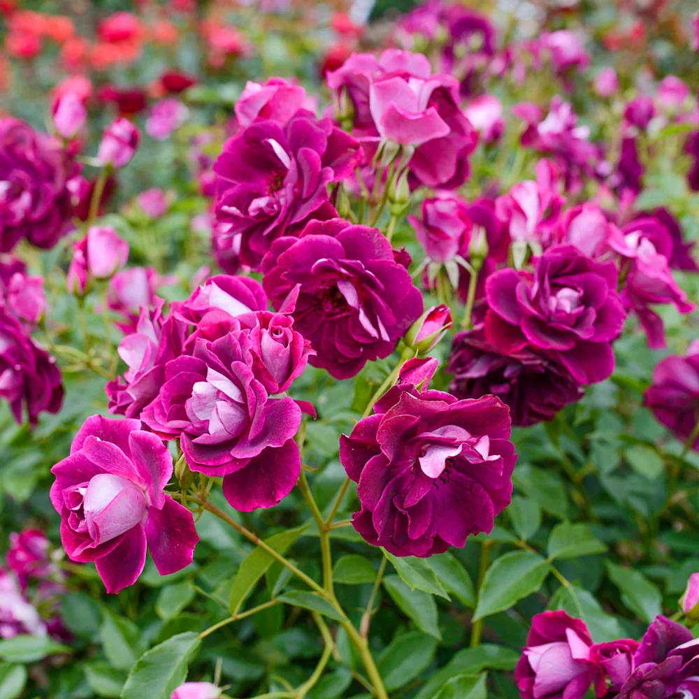 24" Tree Rose Burgundy Iceberg - Image 3