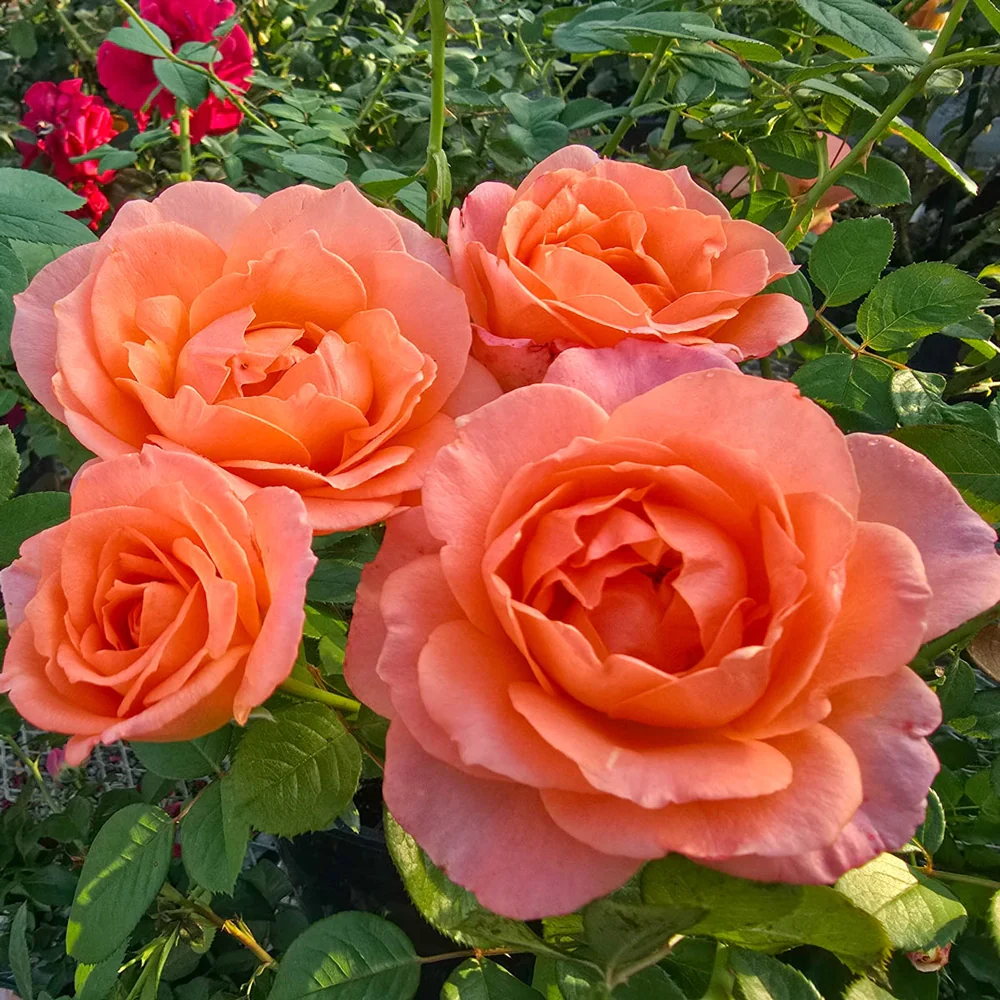 24" Tree Rose Jump for Joy™ - Image 2
