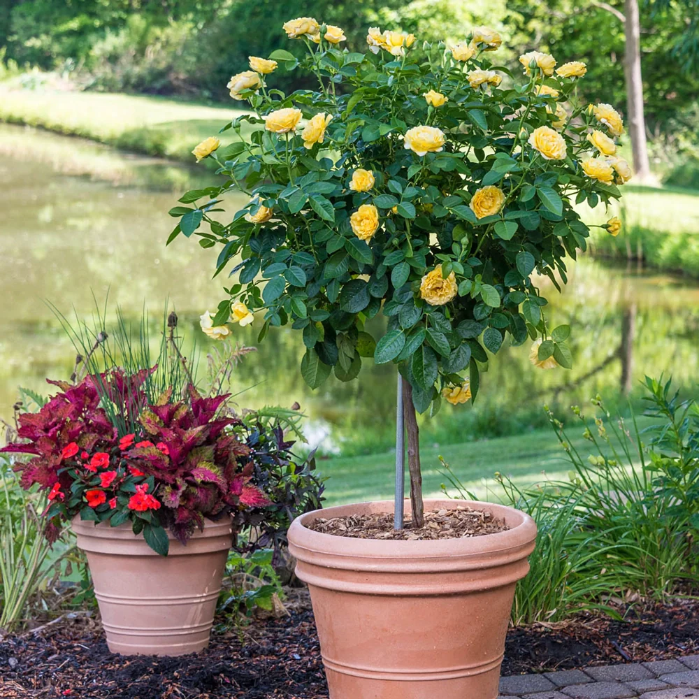 24" Tree Rose Sparkle & Shine™
