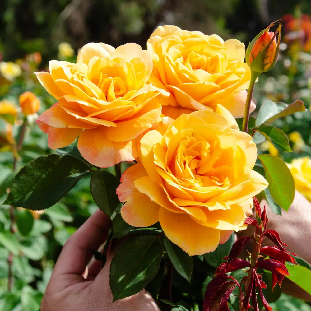 36" Tree Rose Doris Day - Image 2