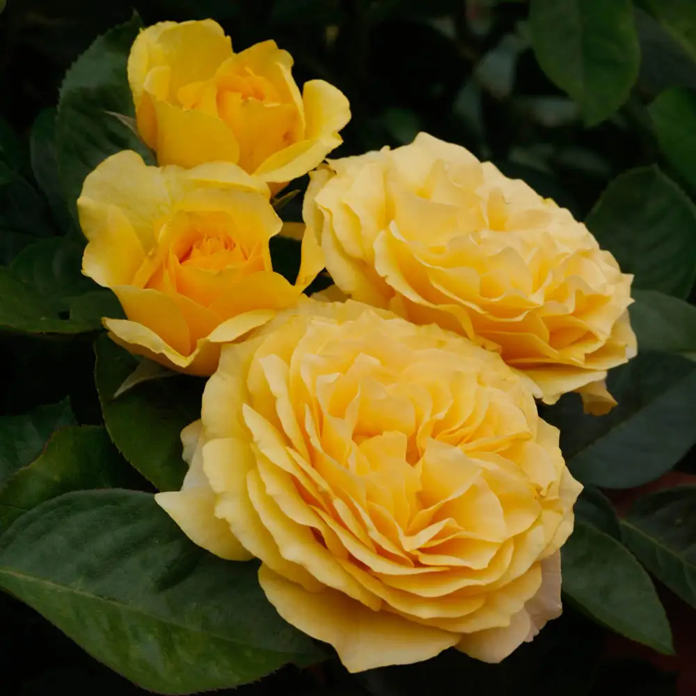 36" Tree Rose Doris Day - Image 3