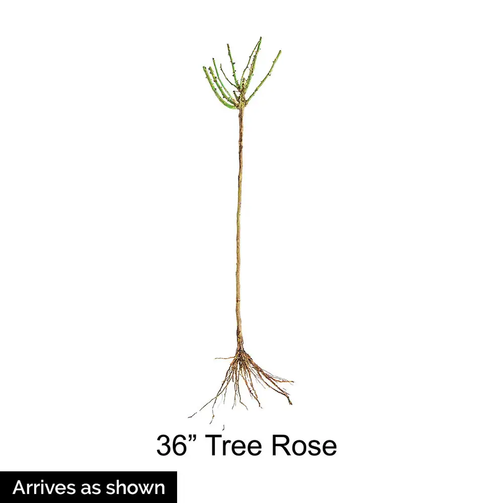 36" Tree Rose Doris Day - Image 4