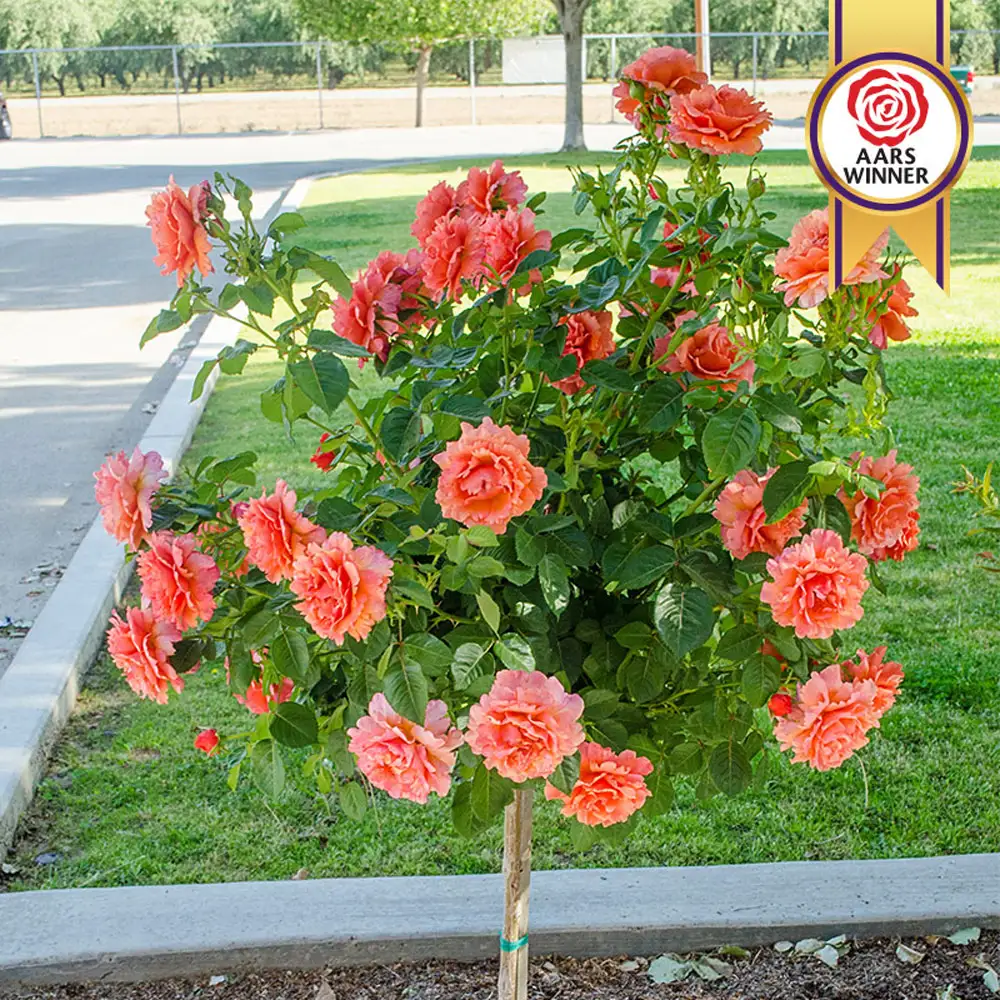 36" Tree Rose Easy Does It®