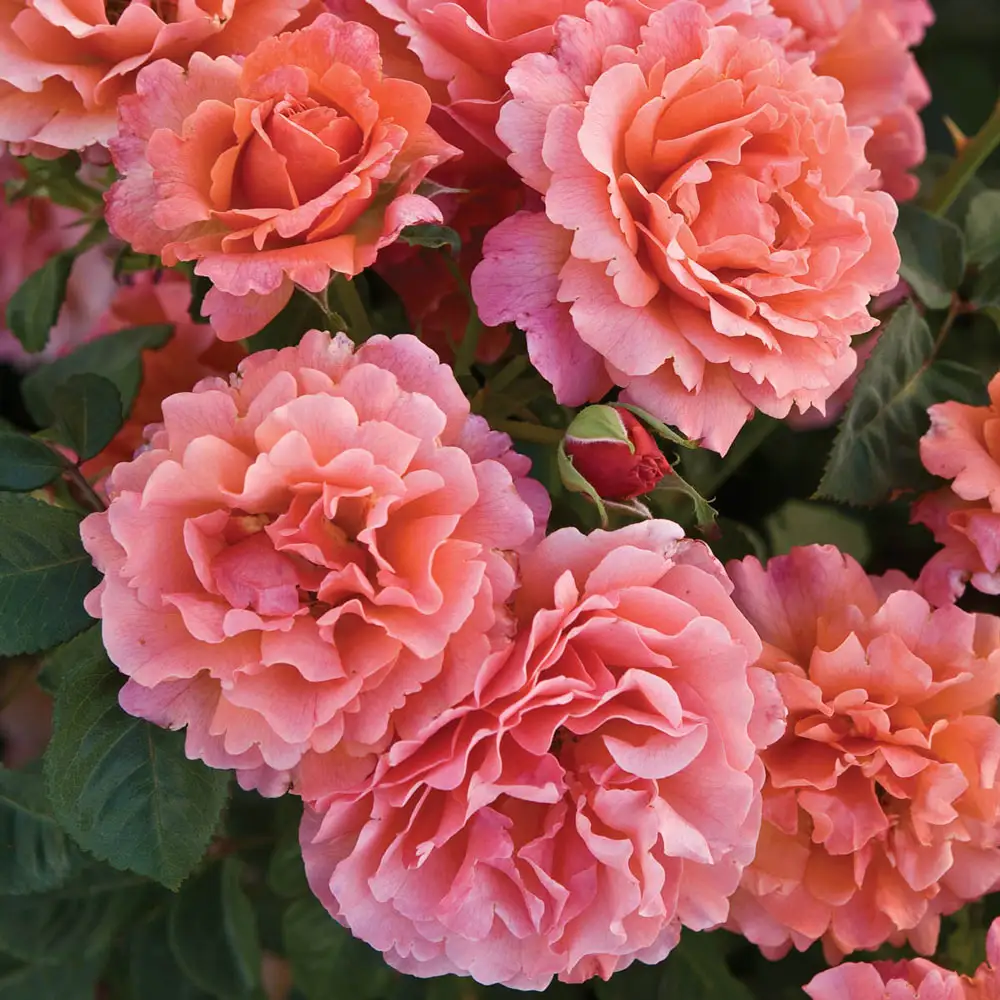 36" Tree Rose Easy Does It® - Image 3