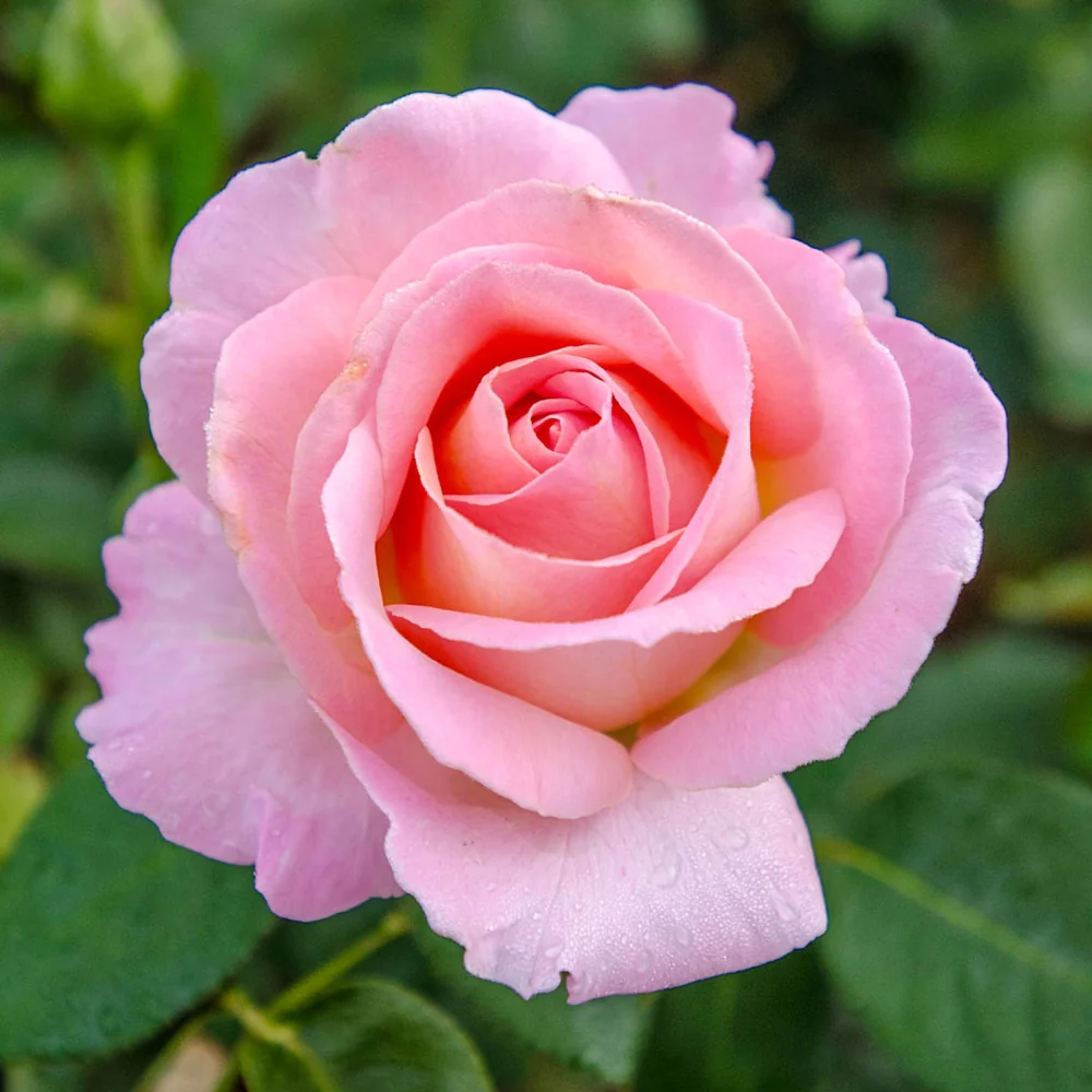 36" Tree Rose Falling In Love™ - Image 3