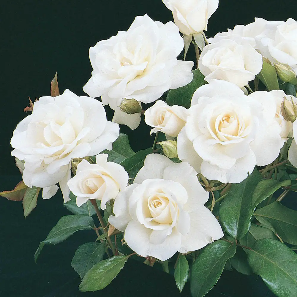 36" Tree Rose Iceberg - Image 2