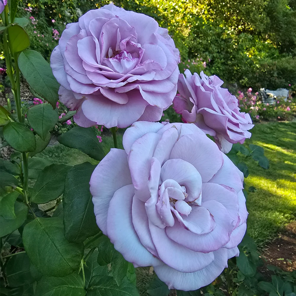 36" Tree Rose Neptune™ - Image 3