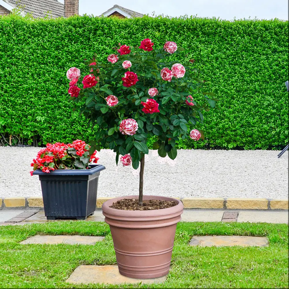 36" Tree Rose Scentimental