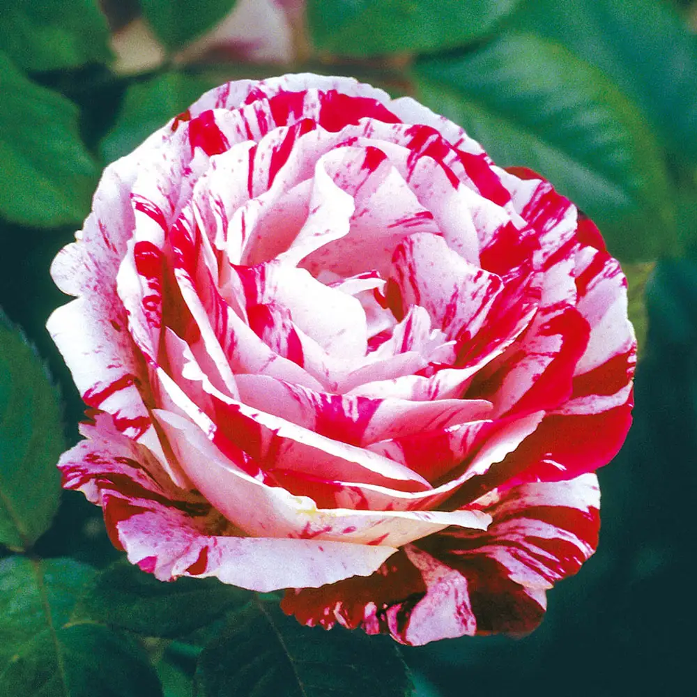 36" Tree Rose Scentimental - Image 2