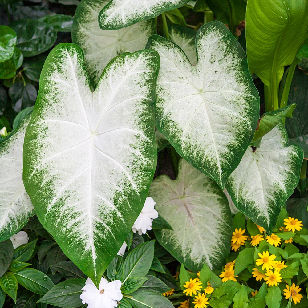 Caladium Aaron - Image 3