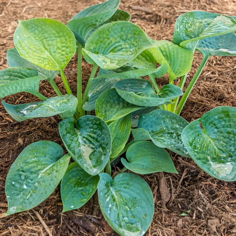 Hosta Abiqua Drinking Gourd - Image 3