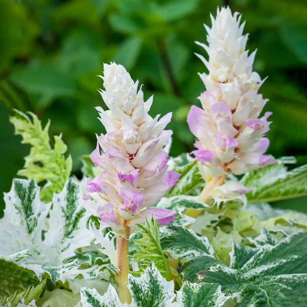Acanthus Whitewater