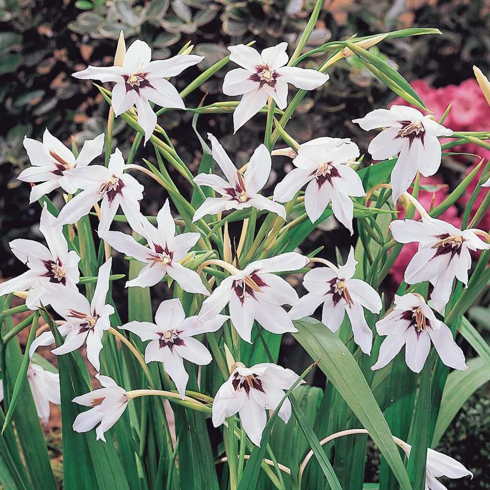 Abyssinian Gladiolus (Acidanthera)