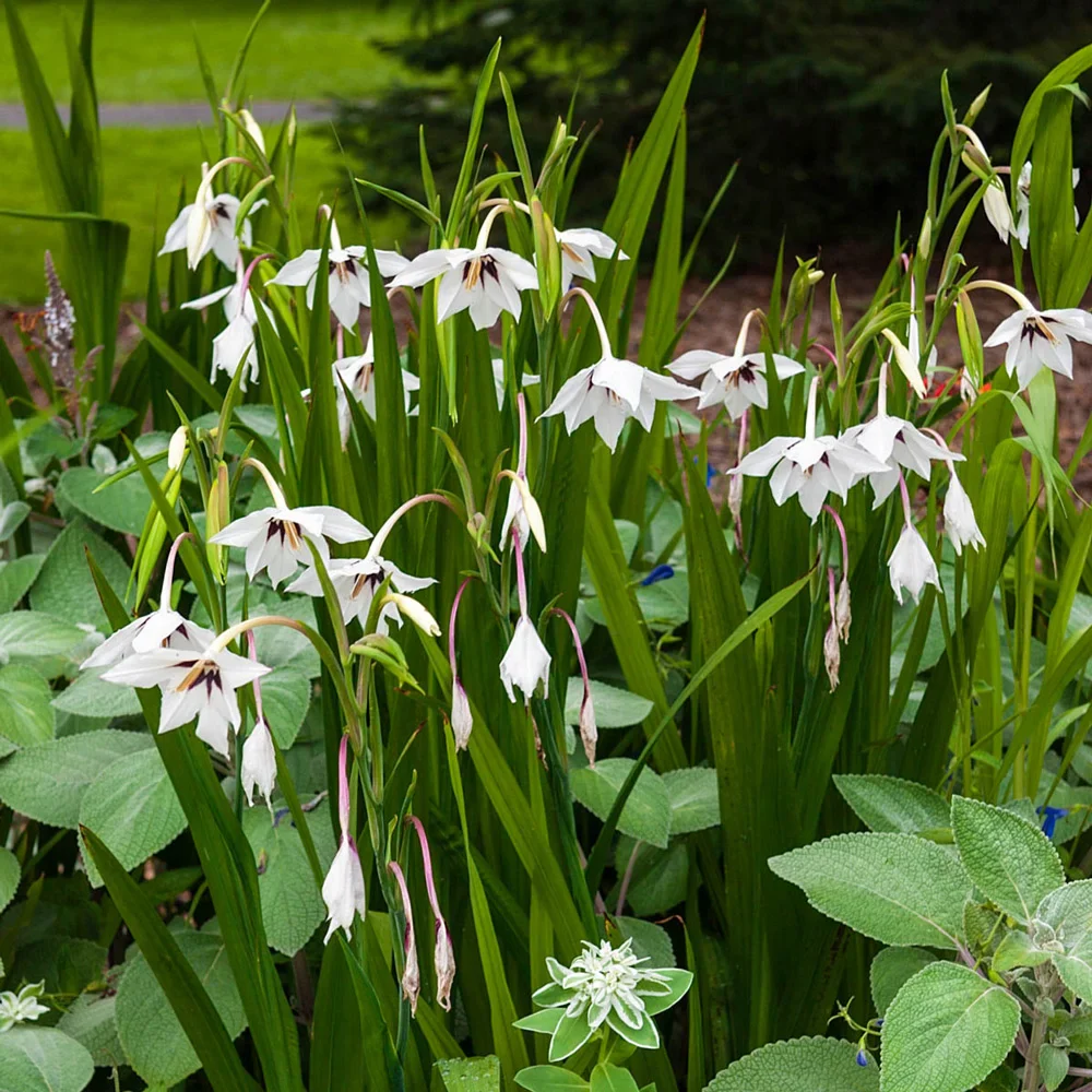 Abyssinian Gladiolus (Acidanthera) - Image 4