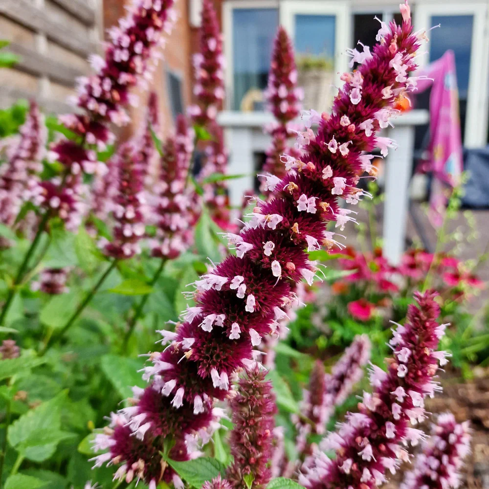 Agastache Beelicious Pink - Image 3