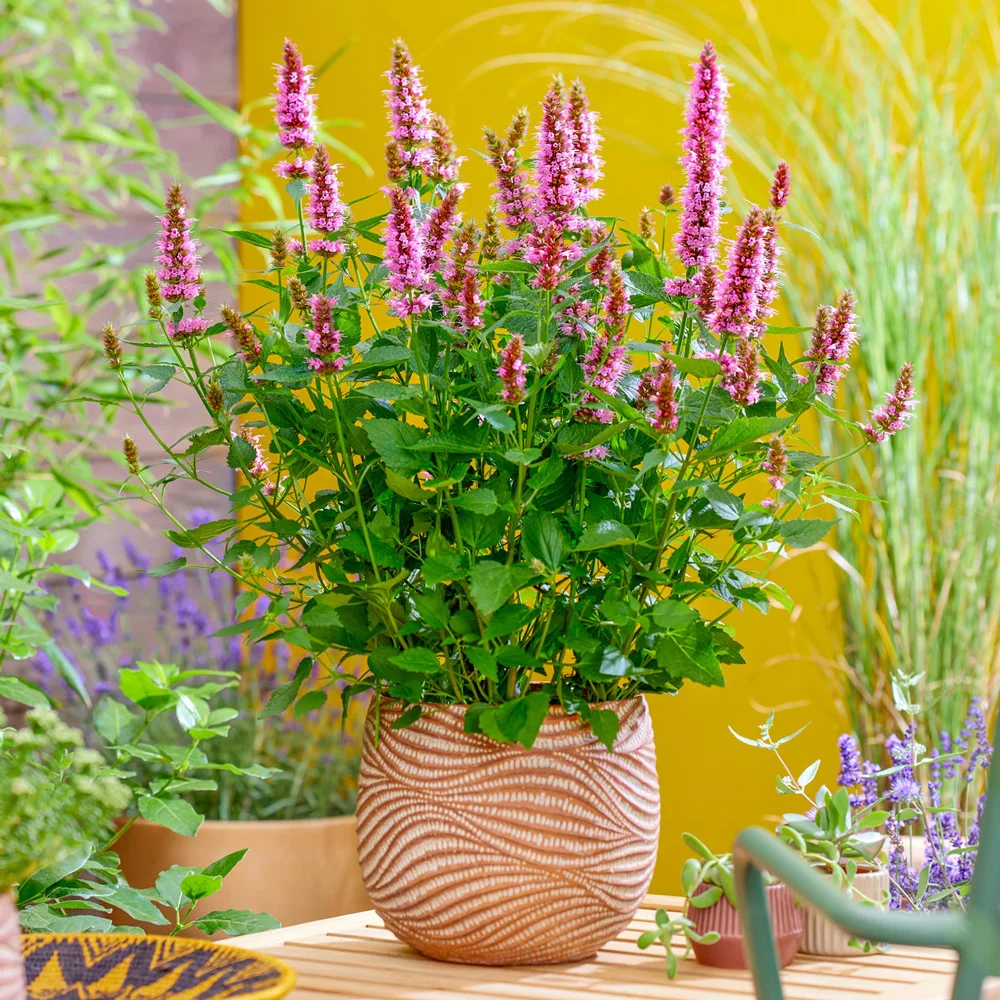 Agastache Beelicious Pink - Image 4