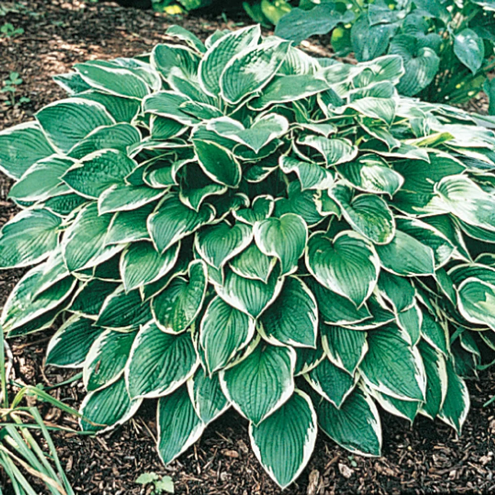 Hosta Albo Marginata - Image 3