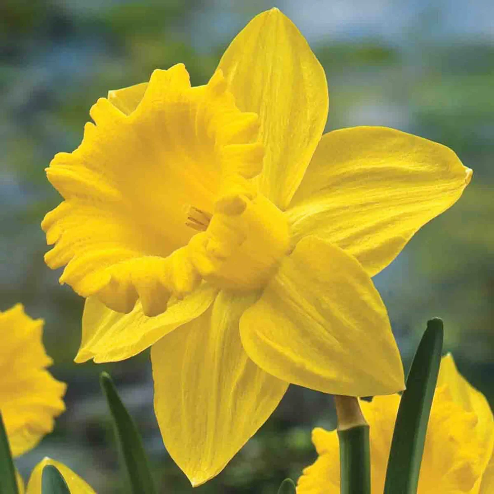 All Season Daffodil Collection - Image 3