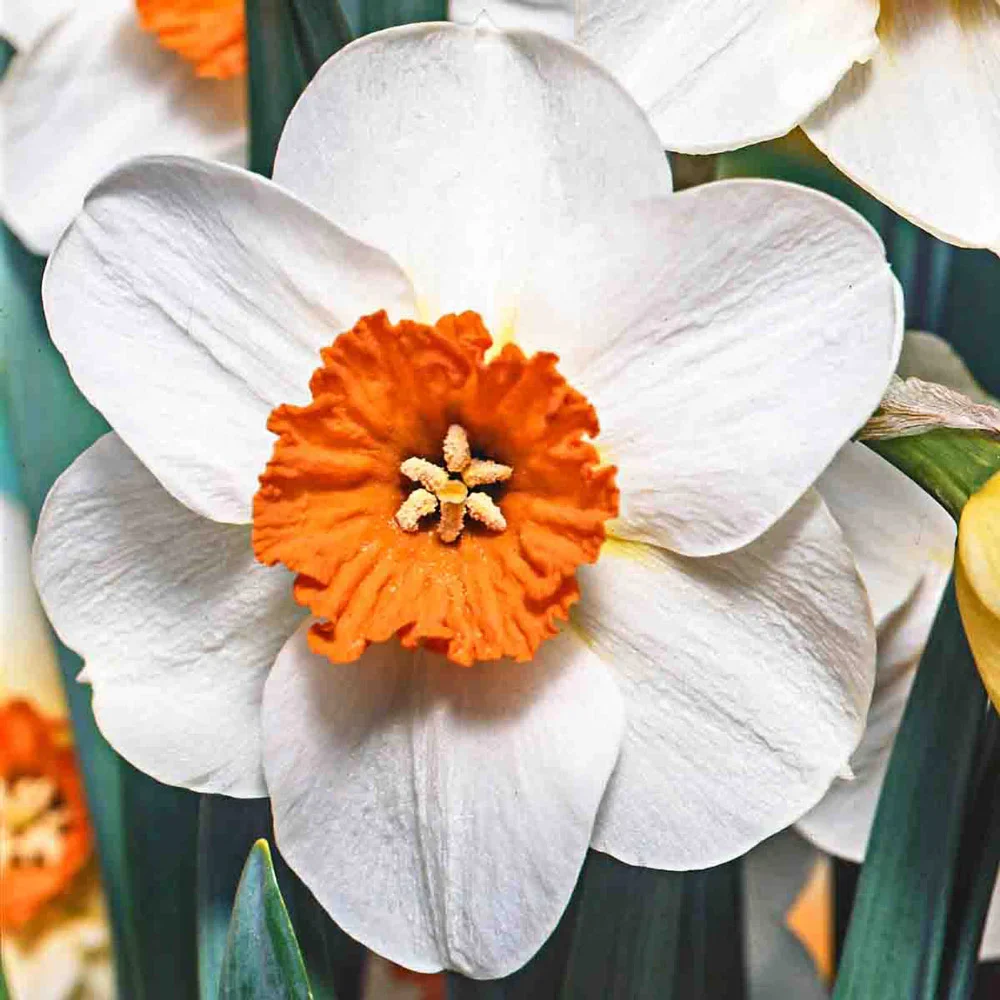 All Season Daffodil Collection - Image 4