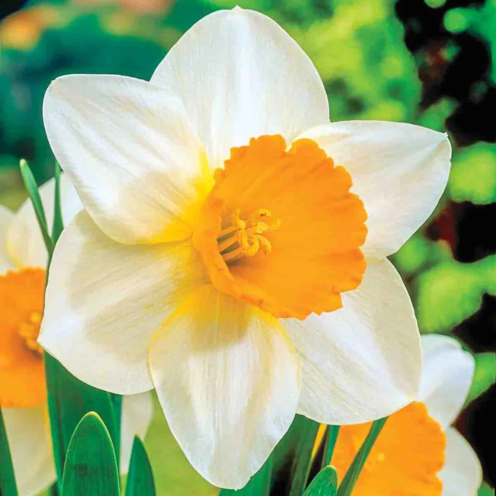 All Season Daffodil Collection - Image 5