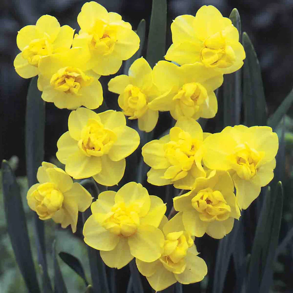 All Season Daffodil Collection - Image 7