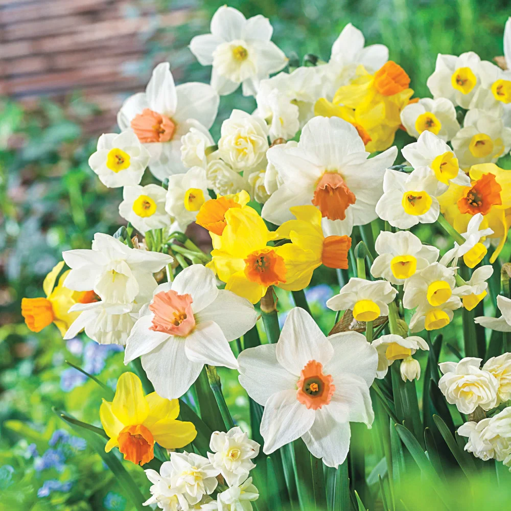 All Spring Daffodil Mix