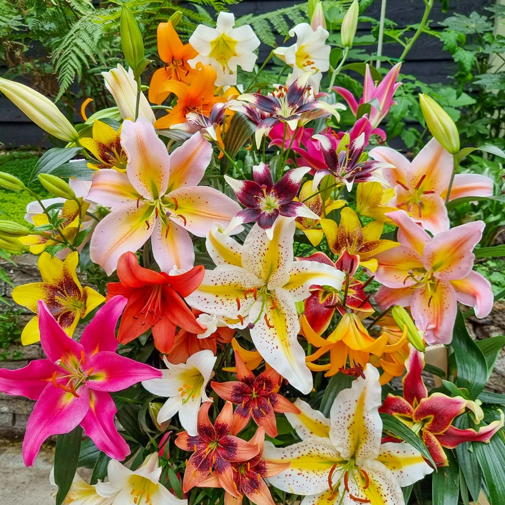 All Summer Lily Mix - Image 2
