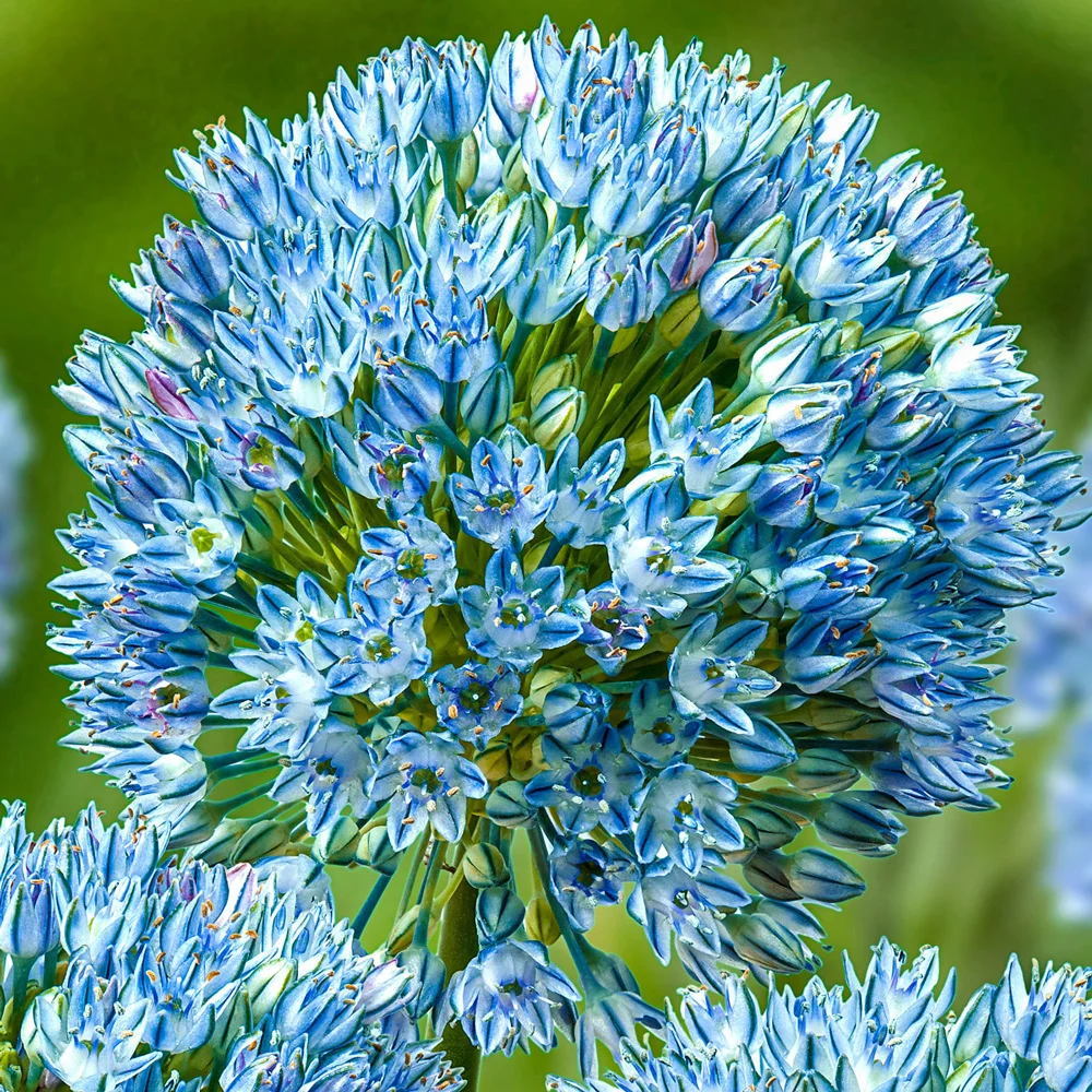 Allium caesium Zamin