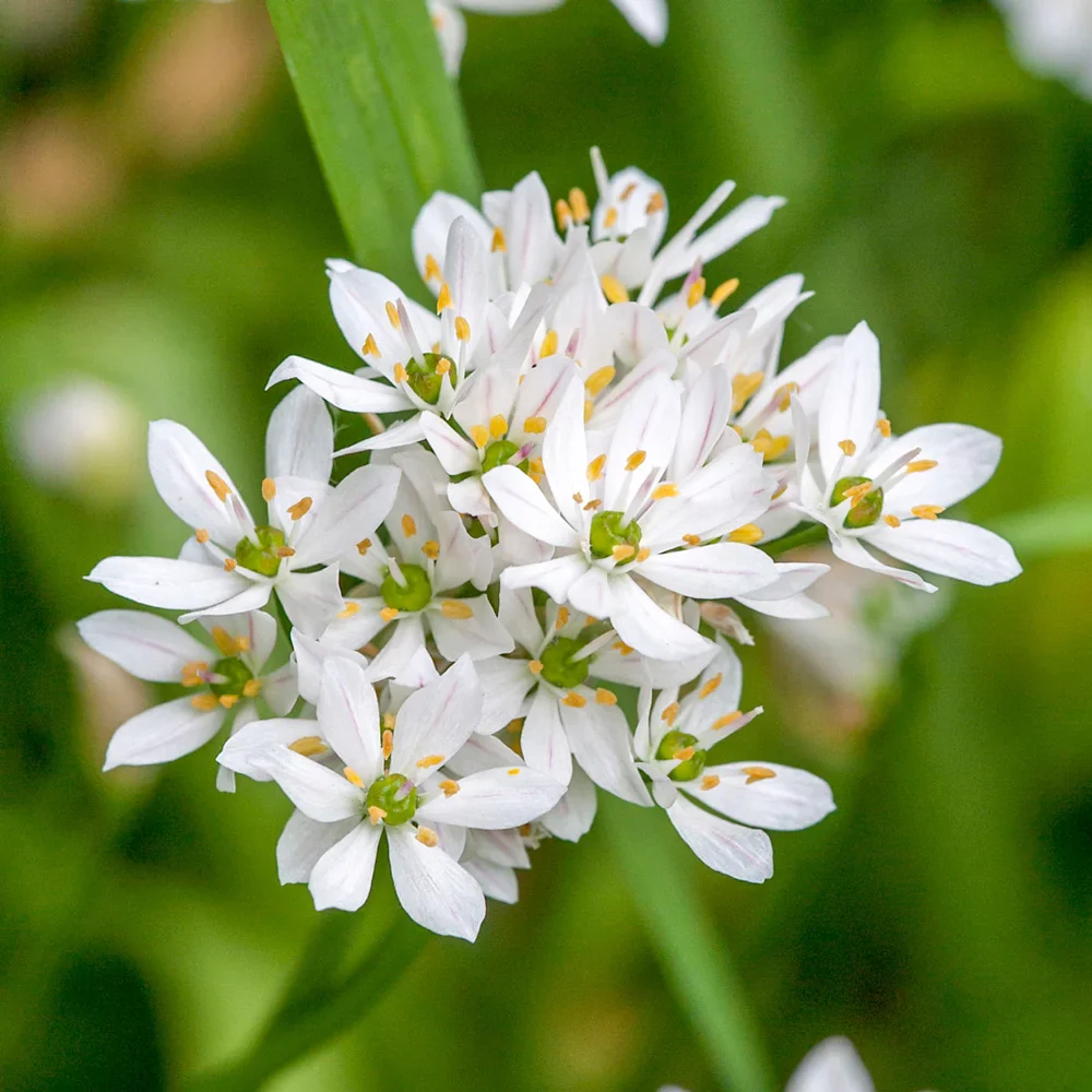 Allium cowanii - Image 2