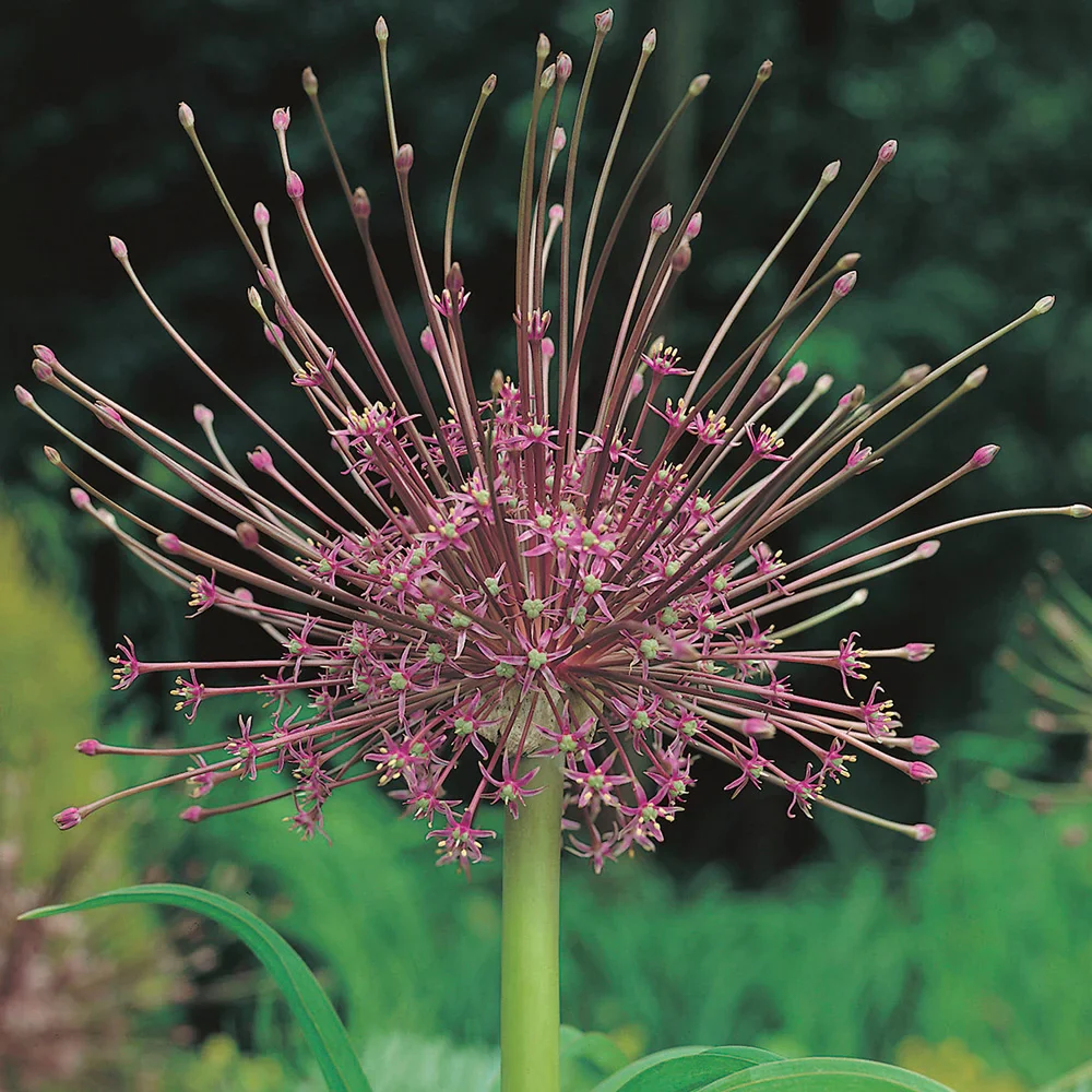 Allium schubertii - Image 2