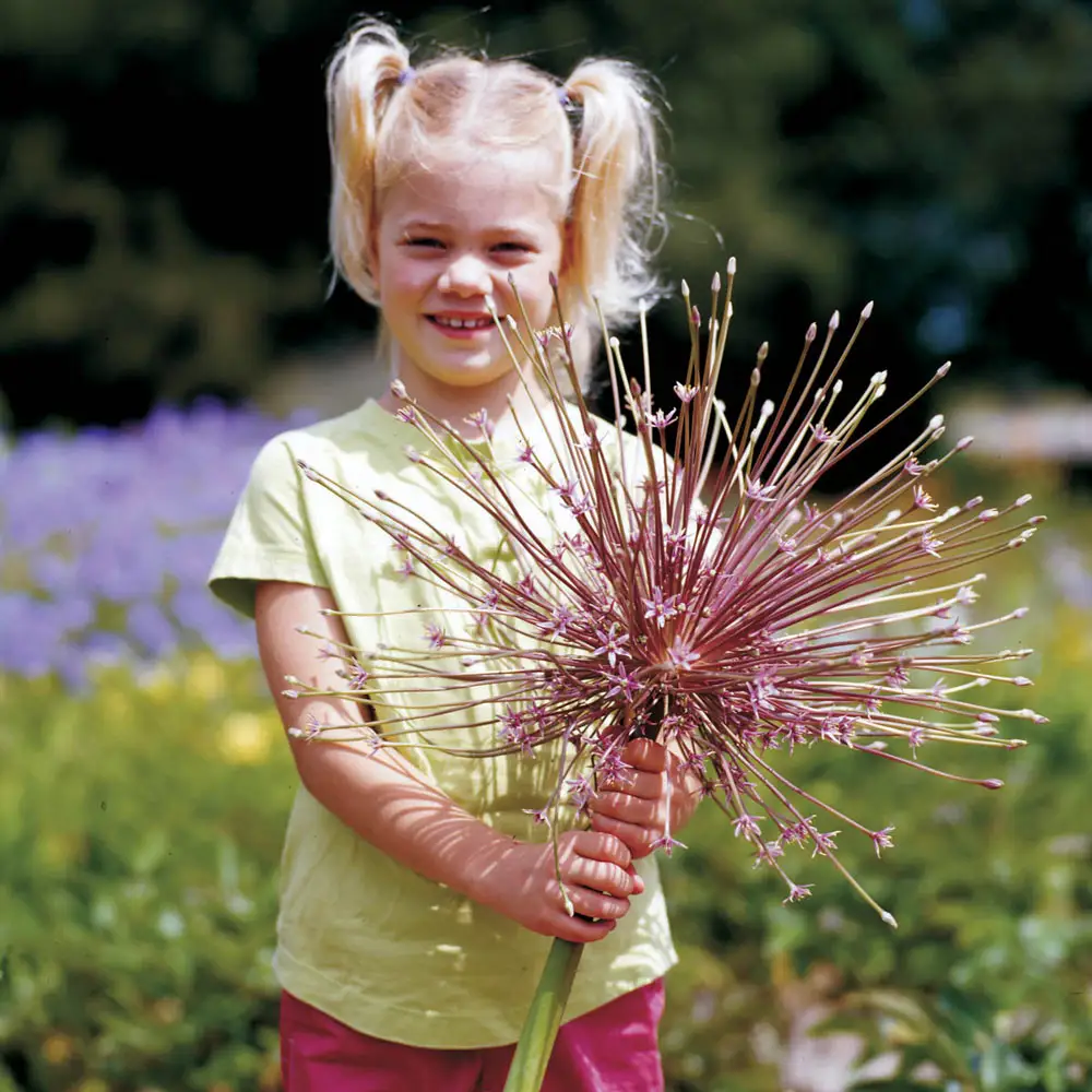 Allium schubertii - Image 3