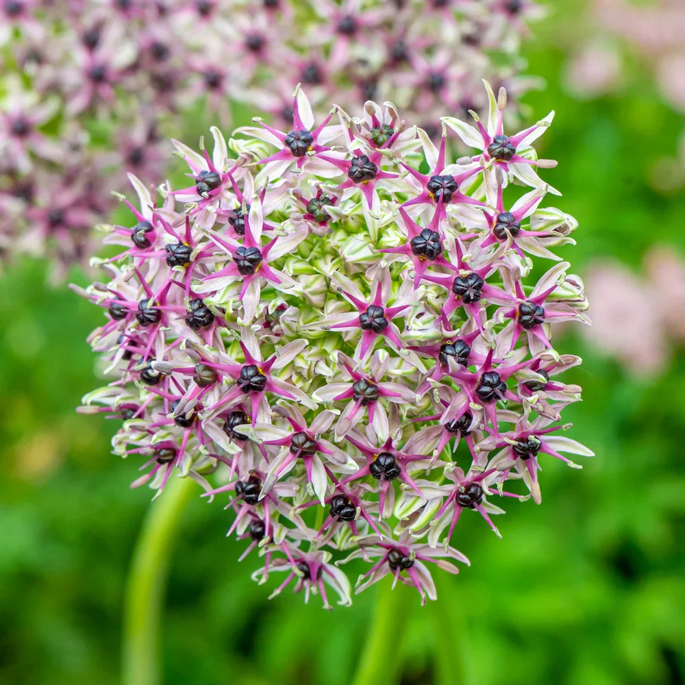 Allium Starlight