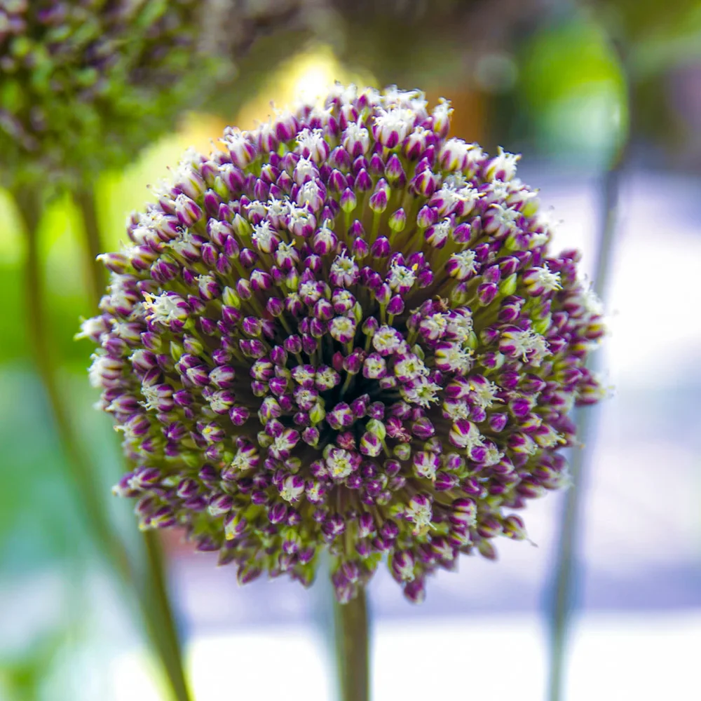 Allium Summer Drummer - Image 3