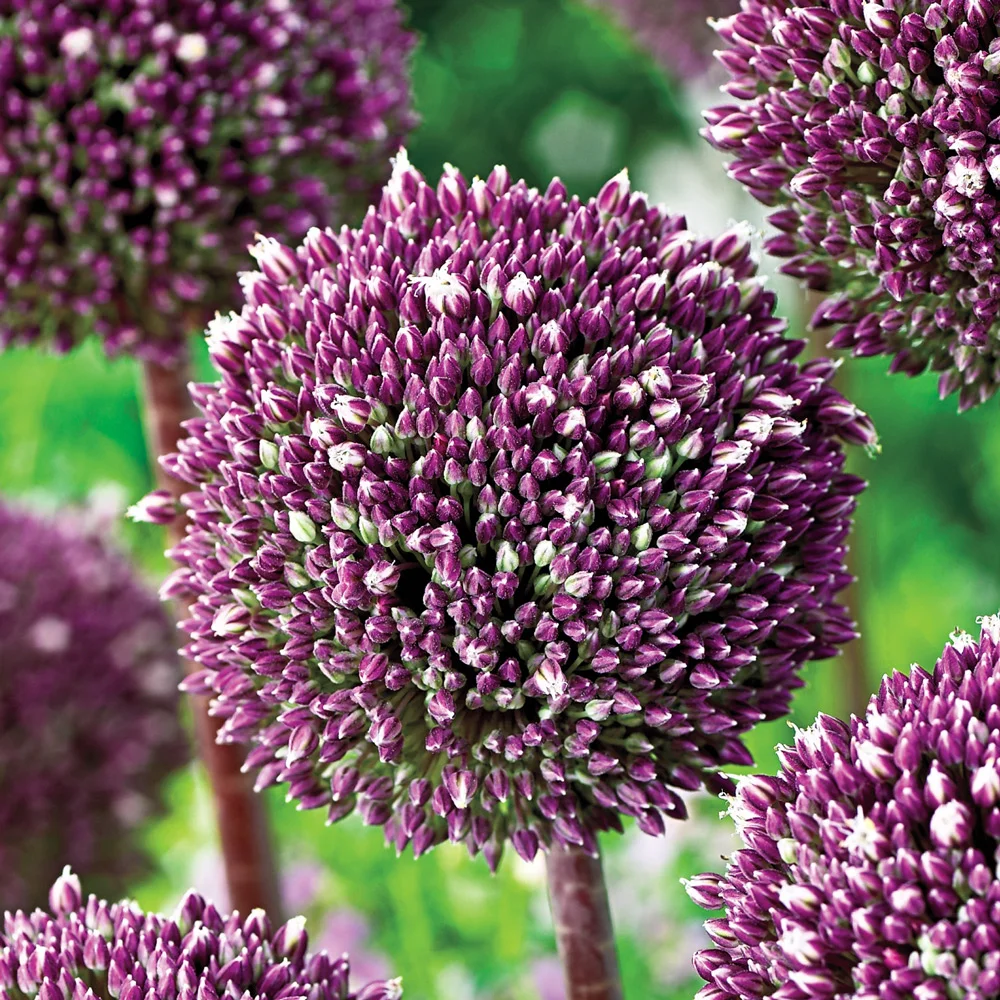 Allium Summer Drummer - Image 4