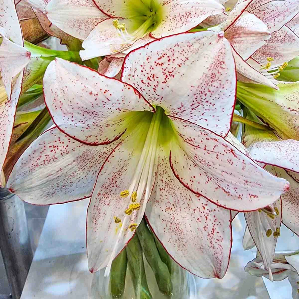 Amaryllis 1000 Stars - Image 3