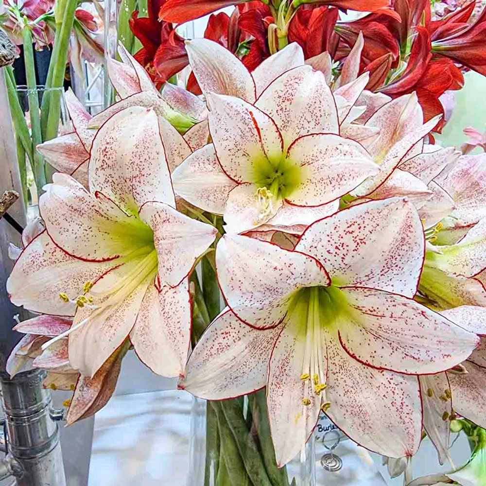 Amaryllis 1000 Stars - Image 4